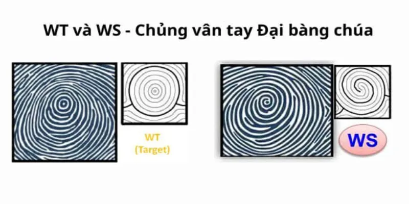 Tổng quan về chủng vân tay WS