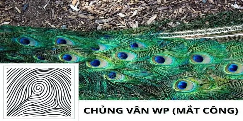 Chủng Vân Tay WP