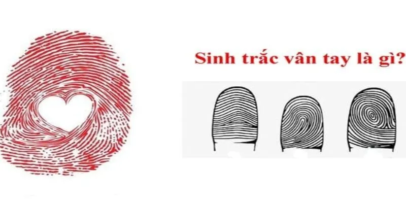 Tìm hiểu thông tin chi tiết nhất về sinh trắc vân tay