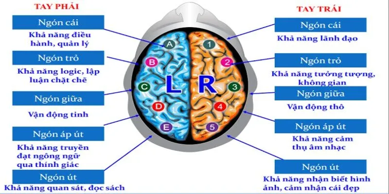 Khám phá các loại vân tay cơ bản trong sinh trắc học vân tay